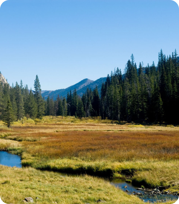 Wild meadow with stream